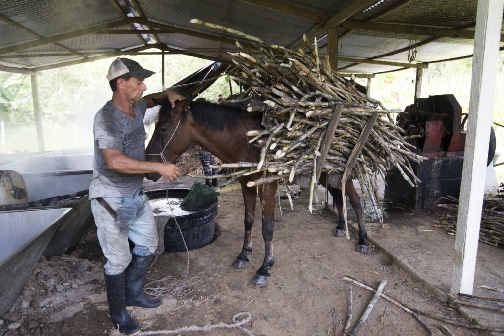 Hope and Development to Ex-combatants in Colombia