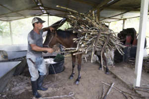 Sugar cane factory
