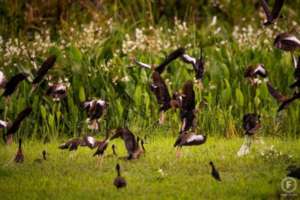 Colombia #1 in bird species