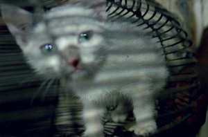 Young cats are introduced into the store as biological control