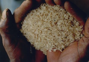 Rice becomes always more a staple food in Nigeria.