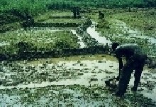 Rice processing creates jobs for 10 people Nigeria