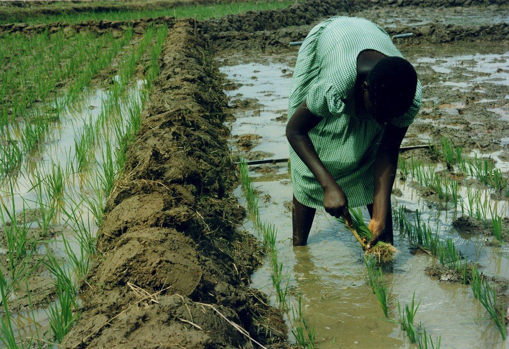 Rice processing creates jobs for 10 people Nigeria