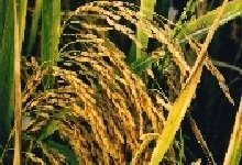 Rice processing creates jobs for 10 people Nigeria