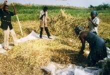 Rice processing creates jobs for 10 people Nigeria