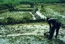 Preparation of the ricefield for planting