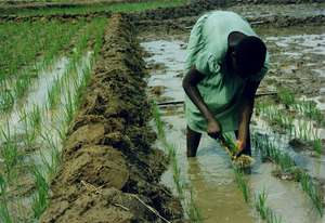Traditional planting of rice