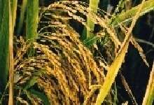 The variety "Cisadane" is resistant to "Gall Midge