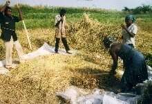Tradional threshing of rice