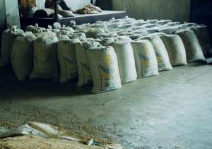 Dried rice is ready to mill