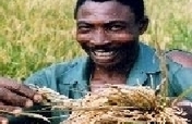 Rice processing creates jobs for 10 people Nigeria