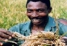 Rice processing creates jobs for 10 people Nigeria