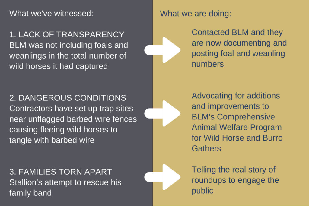 Stallion Fights for His Family; Fight for Them All