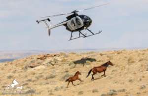 2017 Wyoming Roundup photo-Steve Paige