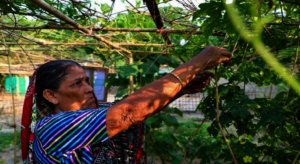 Rabiya works in her home garden