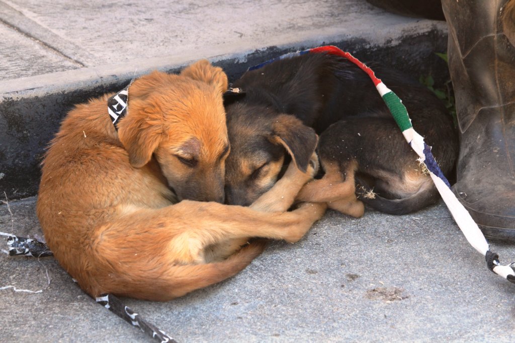 BE PART OF OUR DREAM TO HALT RABIES IN MANICALAND