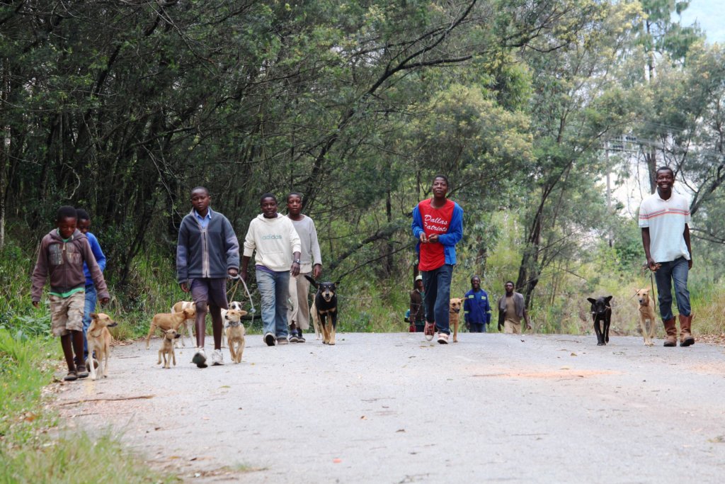 BE PART OF OUR DREAM TO HALT RABIES IN MANICALAND