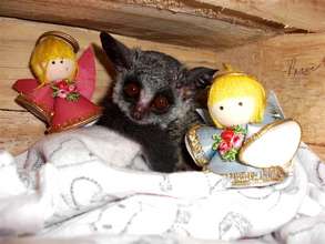 Chico, our beloved bushbaby