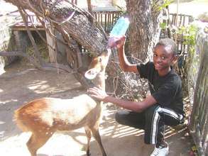 Johannes feeding the bushbuck