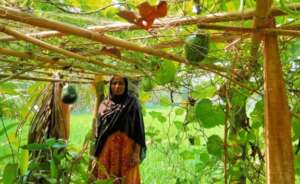 Homestead gardening