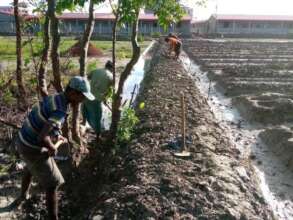 vegetable garden