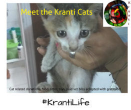 Kranti Cats