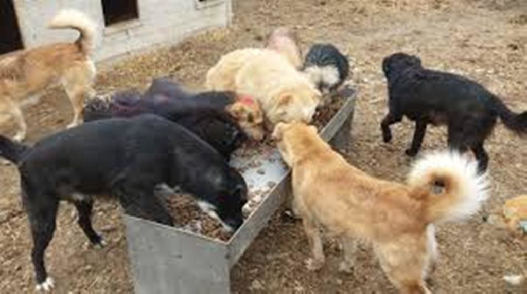 Save 1500 Street dogs from death in Afghanistan - GlobalGiving Save 1500 Street dogs from death in Afghanistan - GlobalGiving