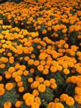 Cempasuchil flowers produced in Xochimilco