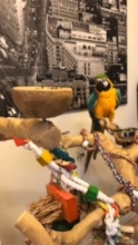 Lola Blue and Gold Macaw-a former resident of ARC