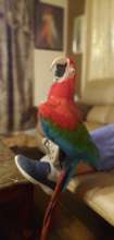 ADOPTED Chili