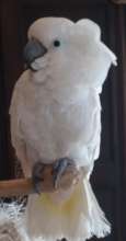Dodi, female Umbrella Cockatoo,  8 yrs old