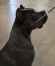 Draco the flock protector puppy reporting for duty