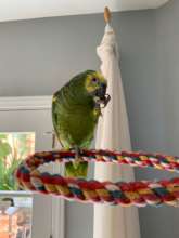 ADOPTED Mozart