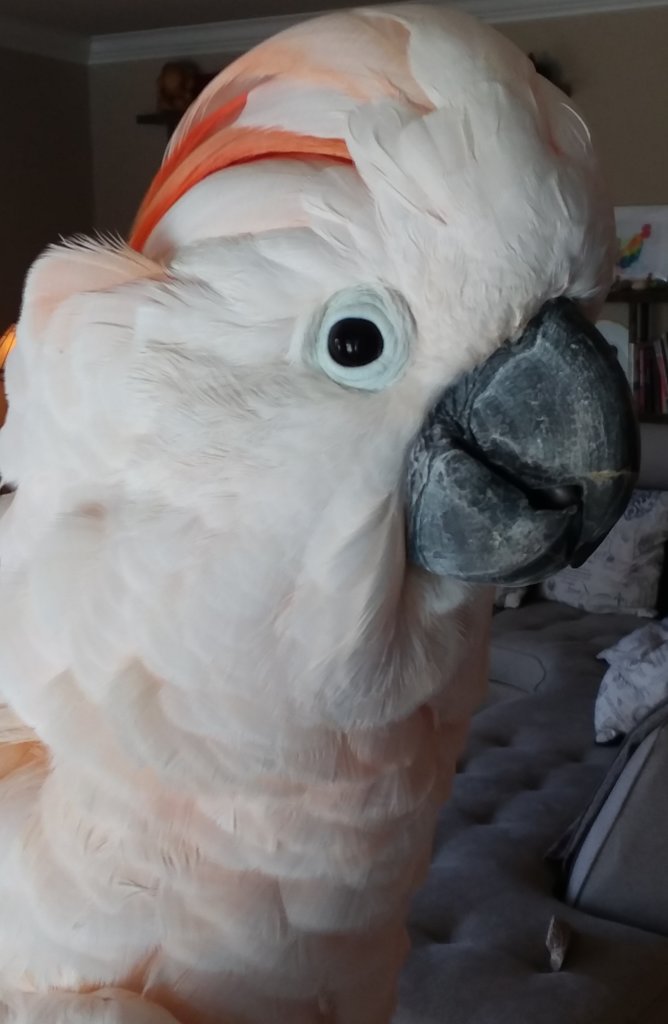 Help Build the ARC (Avian Rehabilitation Center)