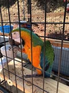 Help Build the ARC (Avian Rehabilitation Center)