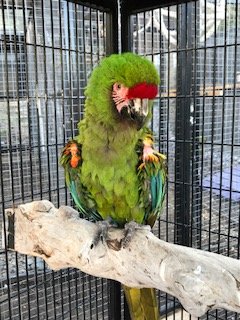 Help Build the ARC (Avian Rehabilitation Center)