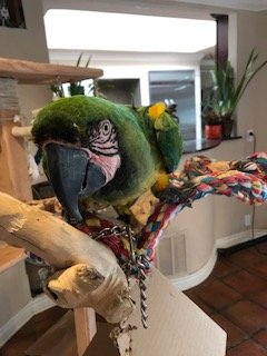 Help Build the ARC (Avian Rehabilitation Center)