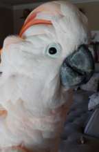 Guss