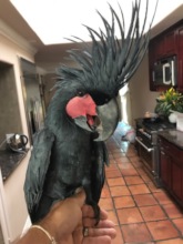 Sinbad Updated Photo #1