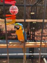 Syble, Female, Up for adoption