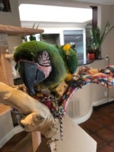 Tal, male, up for adoption