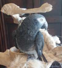 Waffles, male Timneh African Grey, 13 yrs old