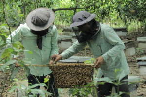 What are the bees saying?