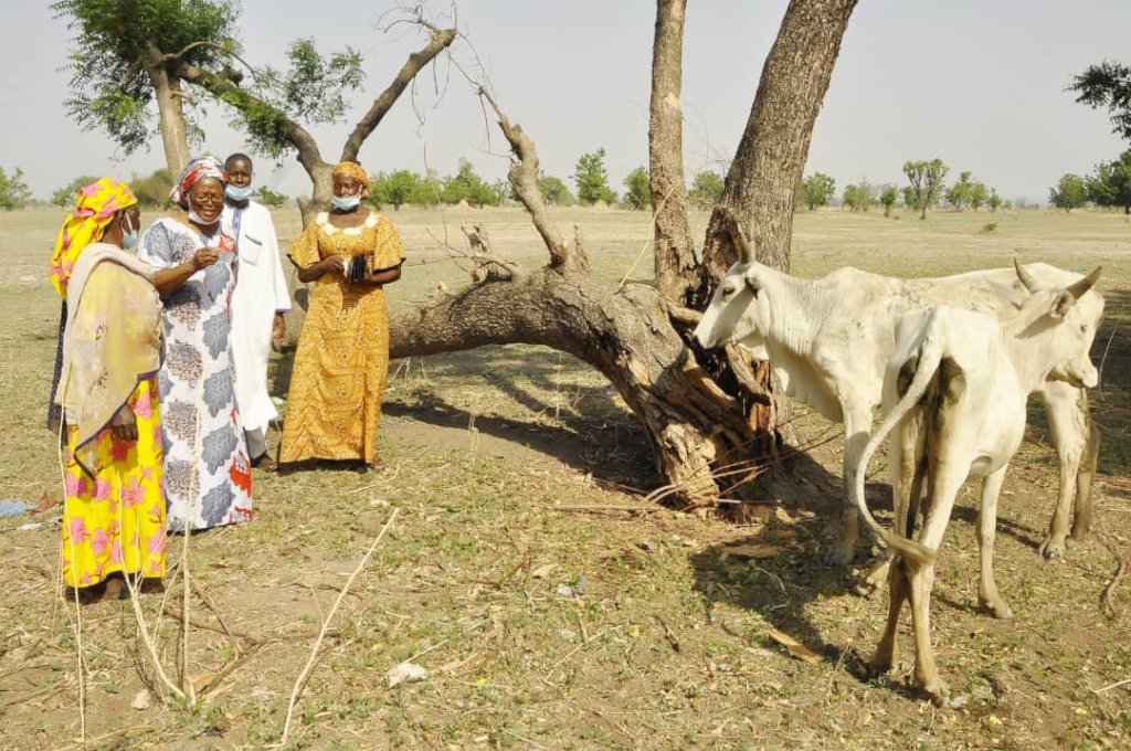 Some Project Recipients Monitoring Their Cattle