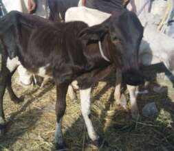 New Cows being Purchased for Project Recipients