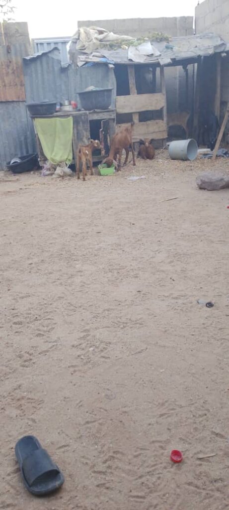 Picture of goats at the CSDEA supported farm