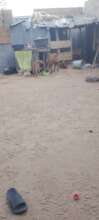 Picture of goats at the CSDEA supported farm