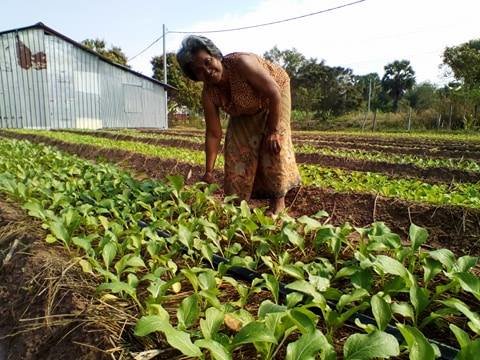 Inspecting the crops