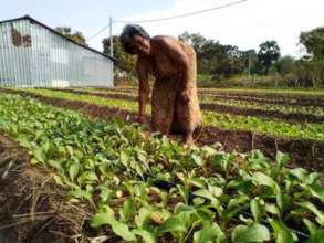 Inspecting the crops