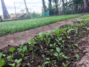 Spinach grows